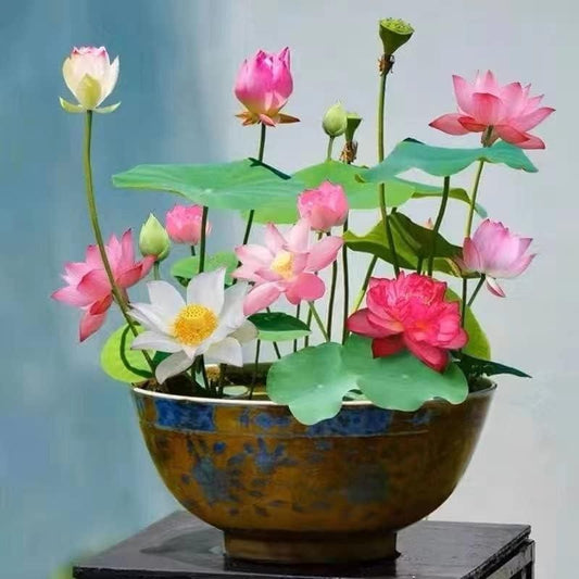 Bonsai Lotus Flower Seeds: Grow Stunning Miniature Lotuses at Home