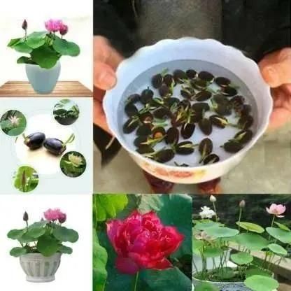 Bonsai Lotus Flower Seeds: Grow Stunning Miniature Lotuses at Home